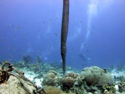 trumpet fish hiding with the bubbles on Bari reef ,Bonaire by Barry Kirchner 